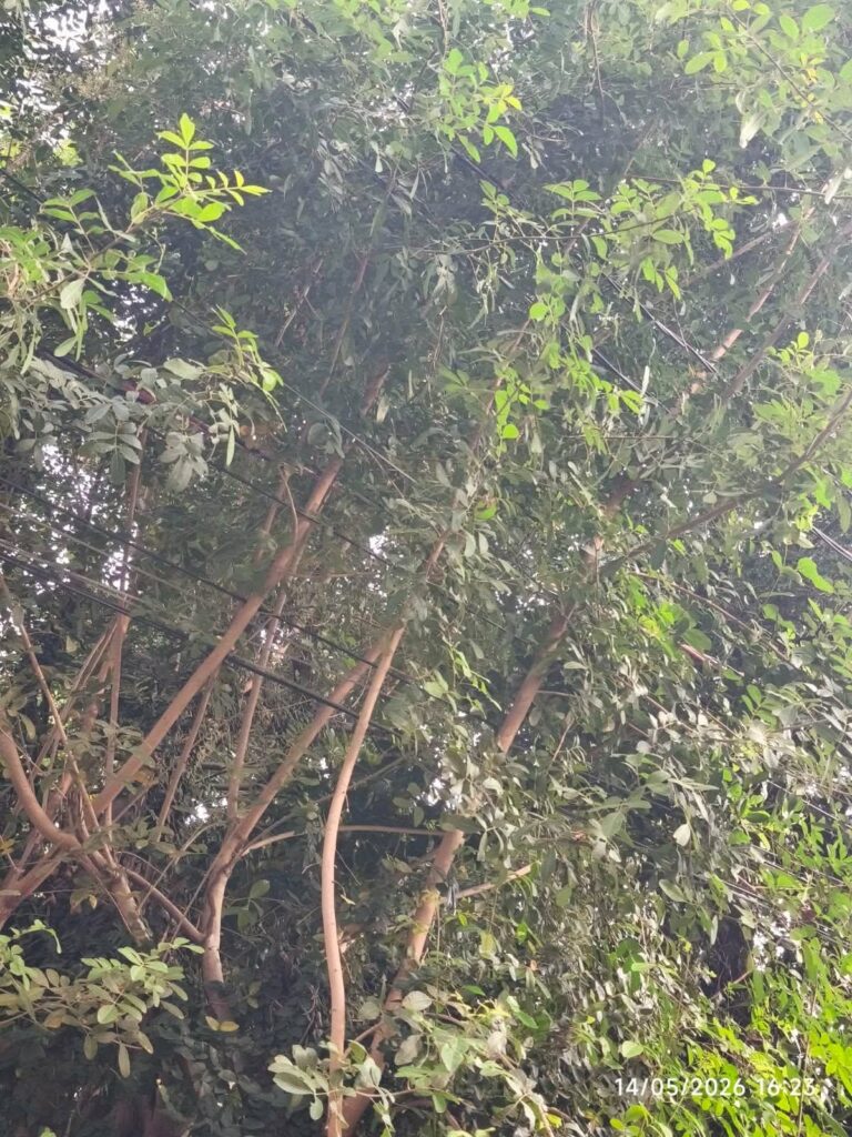 WhatsApp-Image-2026-05-15-at-19.19.32-2-768x1024 Abandono em Bom Jesus do Norte Revolta Moradores e Caso Deve Chegar ao Ministério Público